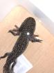 Axolotl Jungtiere Wildling Weißalbino Goldalbino Tierversand BD frei