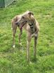 Windhund Deckrüde Galgo Espanol